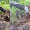 student arav Bisht and mansi died tree fell nail pilkhi Ghansali tehri garhwal latest news today SDRF rescue