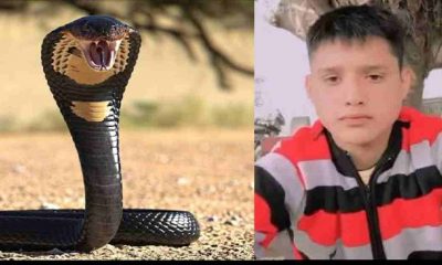 Uttarakhand news: Bajpur news live Snake bite Kelakhera area
