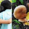 Uttarakhand news Today: In Bhowali, girlfriend stopped talking to boyfriend, eat wild mushroom