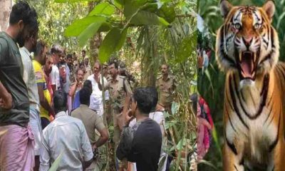 Khatima neoria pilibhit tiger attack women died news today