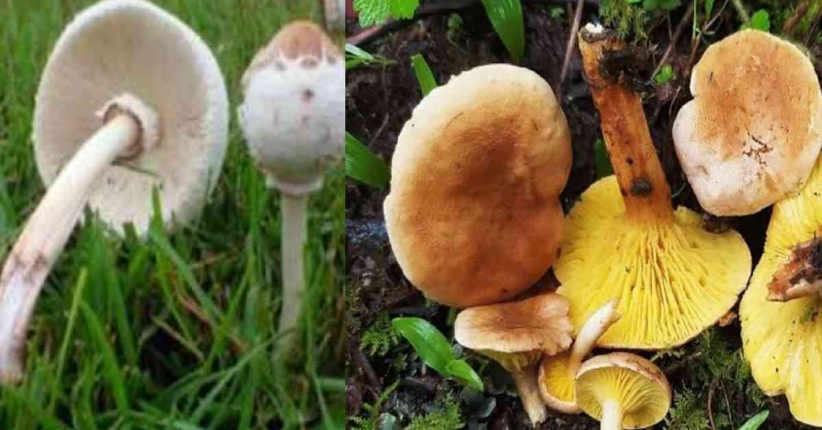 Wild mushroom husband wife admitted hospital thal muwani Pithoragarh news today