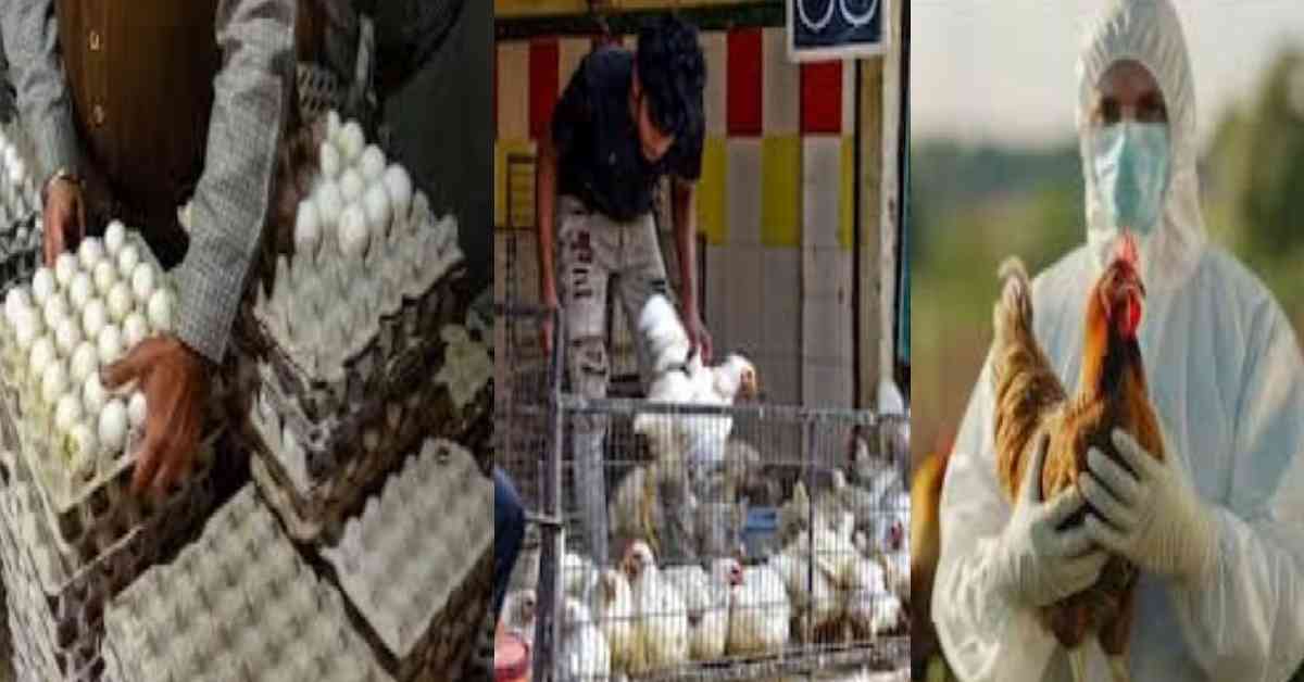 Uttarakhand Bird flu alert Supply of eggs poultry meat banned in Udham Singh Nagar district