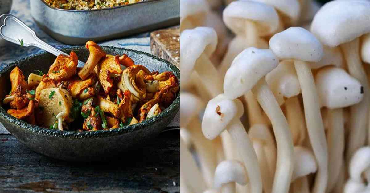 lamgara almora woman priya died due wild mushroom case husband serious in STH haldwani News Today