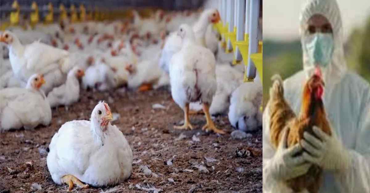 Uttarakhand Bird flu case kiccha udham Singh Nagar 2222 chicks died alert news today