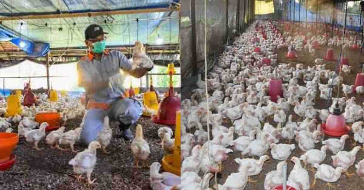 Uttarakhand bird flu alert case found haldwani latest news today