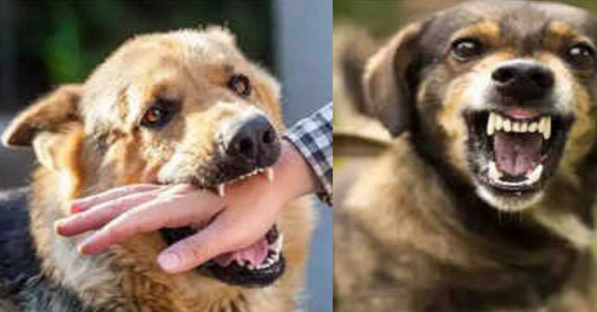 Dehradun dog bite youth, rabies infected after 6 month died in hospital news today