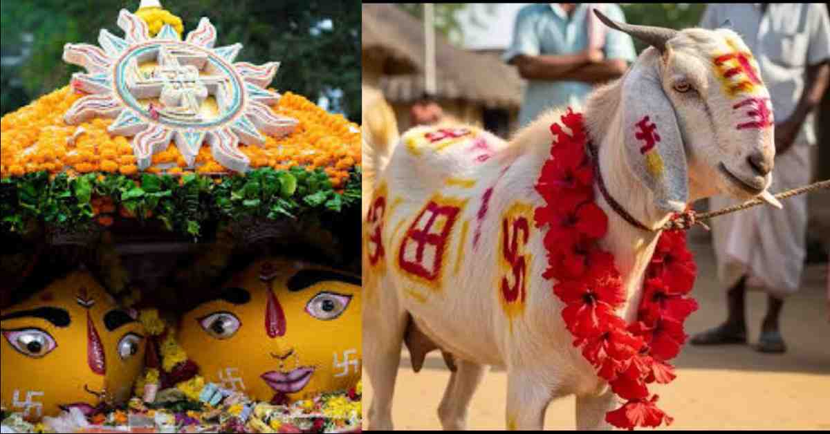 Bali in Nanda sunanda Devi Festival 2025, High Court granted permission nainital news today