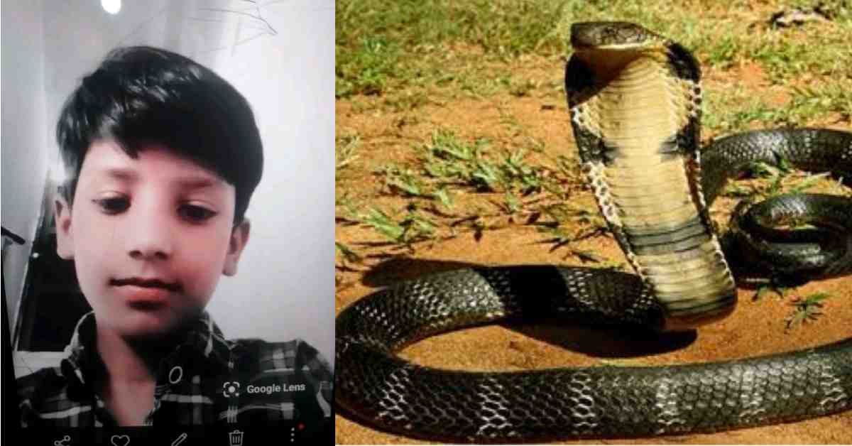 king cobra bite 9 years old anas died snake ramnagar nainital news today