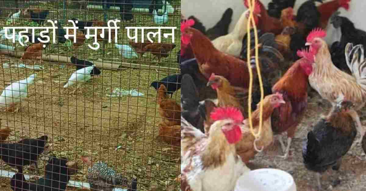 Uttarakhand cabinet meeting decision Poultry Farmer gets Subsidy under 9 hilly District Poultry Development Scheme latest news today