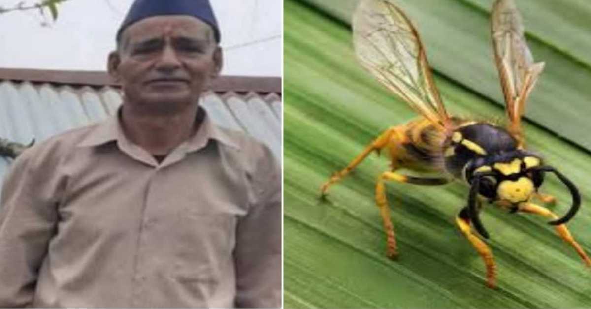 Tailor bahadur singh of Madkot died due to wasp sting tataiya in Pithoragarh Uttarakhand news today