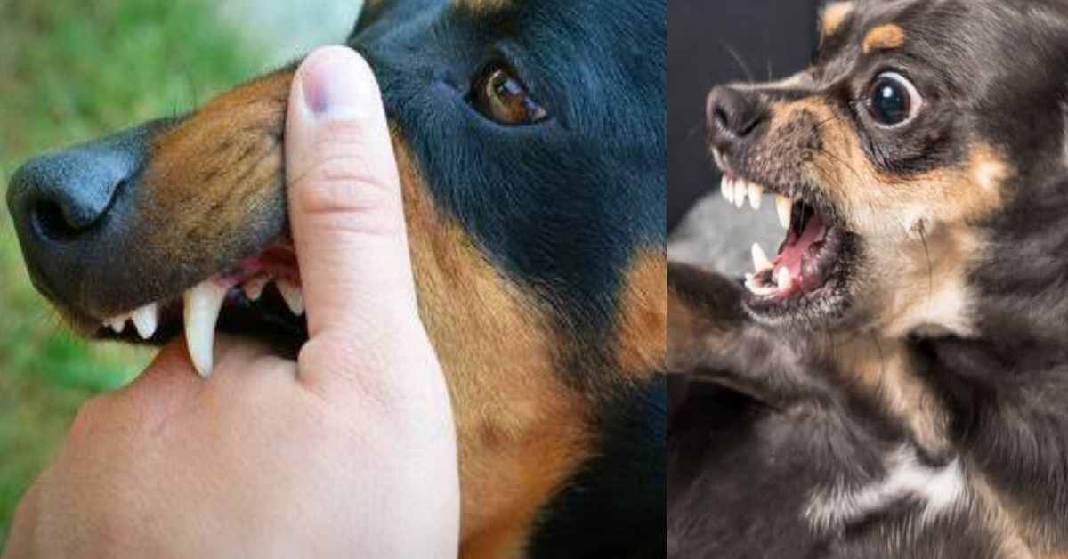 school student rajeev dog bite case in paniyabora haldwani nainital uttrakhand latest news today