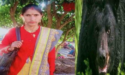 vinita rana of bhatwari fell into ditch due to bear attack died in Uttarkashi Uttarakhand news live today