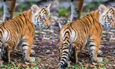 Dehradun News Today Tiger stomach shirt collar found