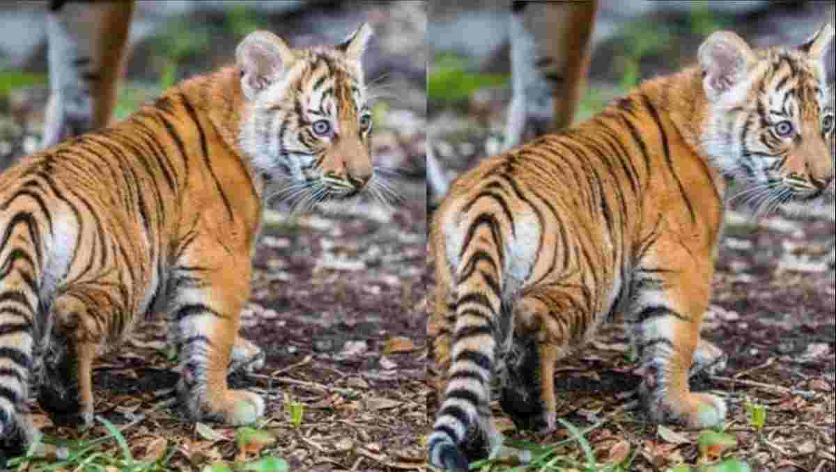 Dehradun News Today Tiger stomach shirt collar found