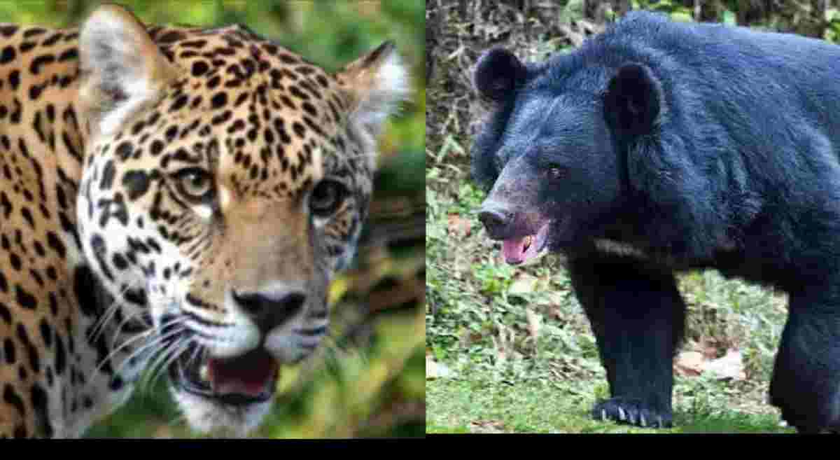 Uttarakhand breaking news wildlife relief fund