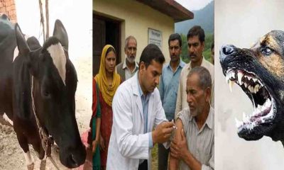 cow died after dog bite in Arakot Uttarkashi 17 people fell ill drinking it’s milk uttarakhand live news today