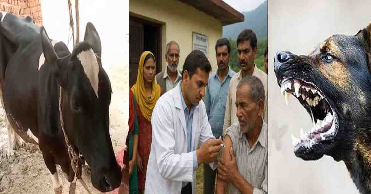 cow died after dog bite in Arakot Uttarkashi 17 people fell ill drinking it’s milk uttarakhand live news today