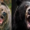bear attack in jyotirmath family chamoli husband sundar died wife leela airlift uttarakhand latest news today