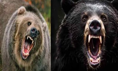 bear attack in jyotirmath family chamoli husband sundar died wife leela airlift uttarakhand latest news today