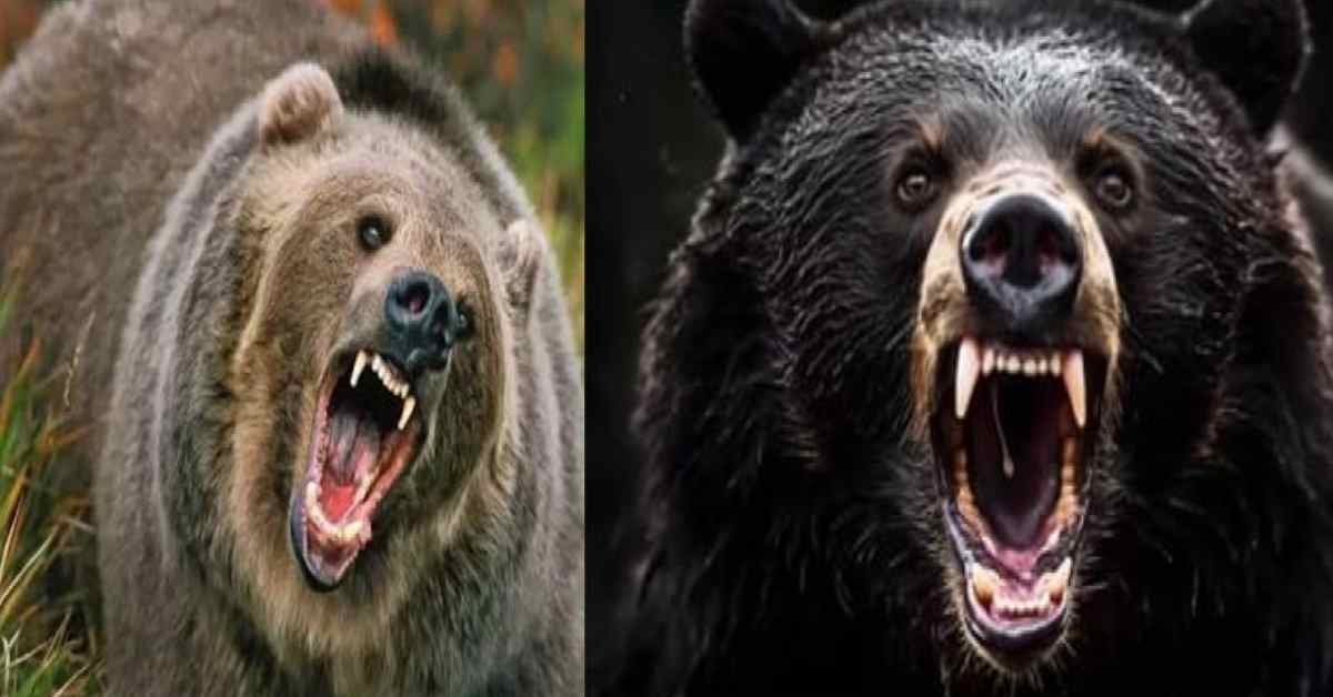 bear attack in jyotirmath family chamoli husband sundar died wife leela airlift uttarakhand latest news today