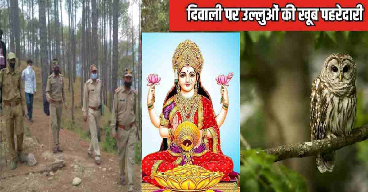 Uttarakhand Forest department cancel Diwali holiday, employee patrolling to prevent owl smuggling latest news live today