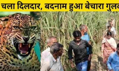 daughter found with her lover in Dehradun, family said killed guldar Leopard attack in Bijnor Uttar Pradesh Uttarakhand news today