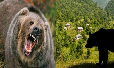 Basanti devi shahi of talla johar Munsiyari, died in bear attack Pithoragarh Uttarakhand news today