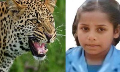 yogita saved by her grandmother Govindi leopard guldar attack berinag Pithoragarh Uttarakhand news live today