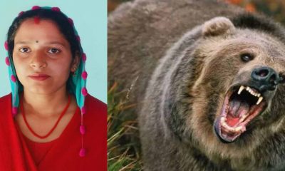 Ambika aswal died in bhatwari Uttarkashi due to fell into ditch during bear attack Uttarakhand news today