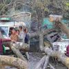 nainital Strom tree fell on road three vehicles accident uttarakhand latest news today