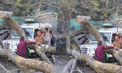 nainital Strom tree fell on road three vehicles accident uttarakhand latest news today