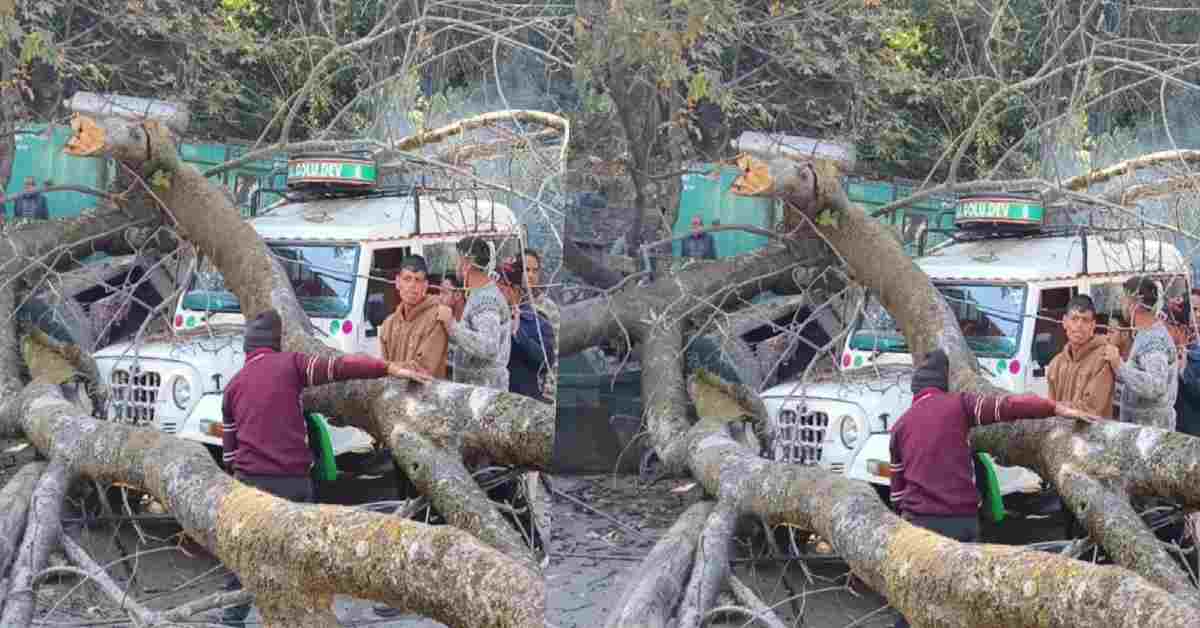 nainital Strom tree fell on road three vehicles accident uttarakhand latest news today