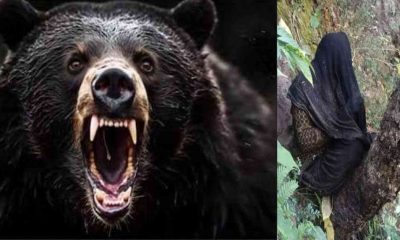 Chamoli bear attack injured woman Rameshwari Devi found under tree pokhari gopeshwar uttarakhand latest news today