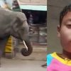 An elephant killed 12 years old kunal thapa riding scooty with parents dehradun uttrakhand latest news today.