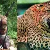 Pauri Garhwal Guldar killed by Joy Hukil gajald village