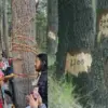 Gangotri highway cedar trees Raksha Sutra movement Standards changed, 6000 trees not cut uttarakhand news today