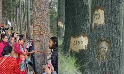 Gangotri highway cedar trees Raksha Sutra movement Standards changed, 6000 trees not cut uttarakhand news today