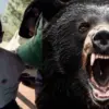 Chamoli Bear Attack in Pokhari School, student seriously injured uttarakhand latest news today
