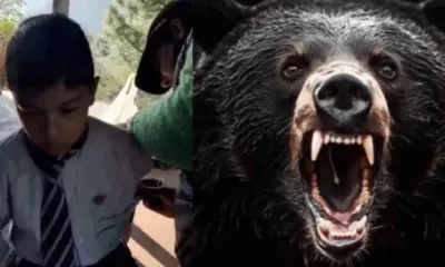 Chamoli Bear Attack in Pokhari School, student seriously injured uttarakhand latest news today