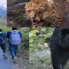chamoli bear guldar school timing change uttarakhand breaking news today: