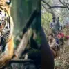 women hema bargali died in dini talli dhari Nainital leopard attack uttarakhand breaking news today