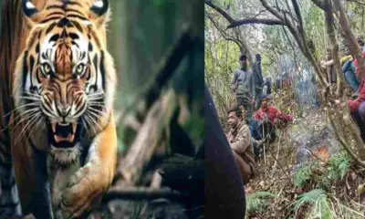 women hema bargali died in dini talli dhari Nainital leopard attack uttarakhand breaking news today