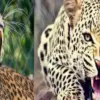nainital guldar attack okhalkanda women rekha devi killed leopard khanshu uttarakhand latest news today