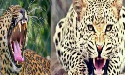 nainital guldar attack okhalkanda women rekha devi killed leopard khanshu uttarakhand latest news today