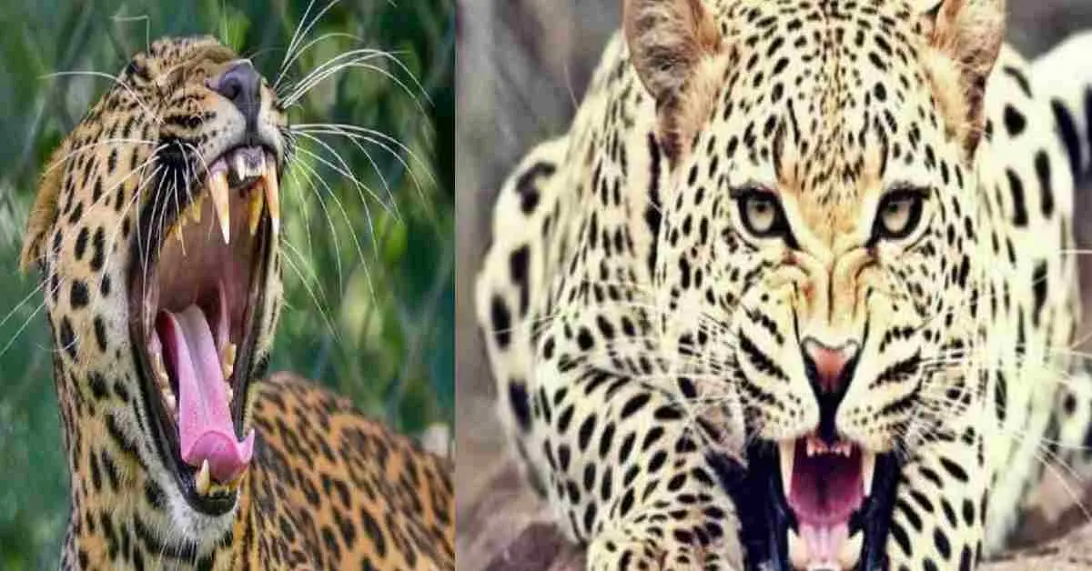nainital guldar attack okhalkanda women rekha devi killed leopard khanshu uttarakhand latest news today