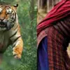 Almora Tiger Attack News Ranikhet Tiger reserve area