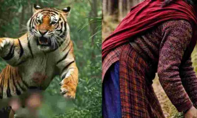 Almora Tiger Attack News Ranikhet Tiger reserve area