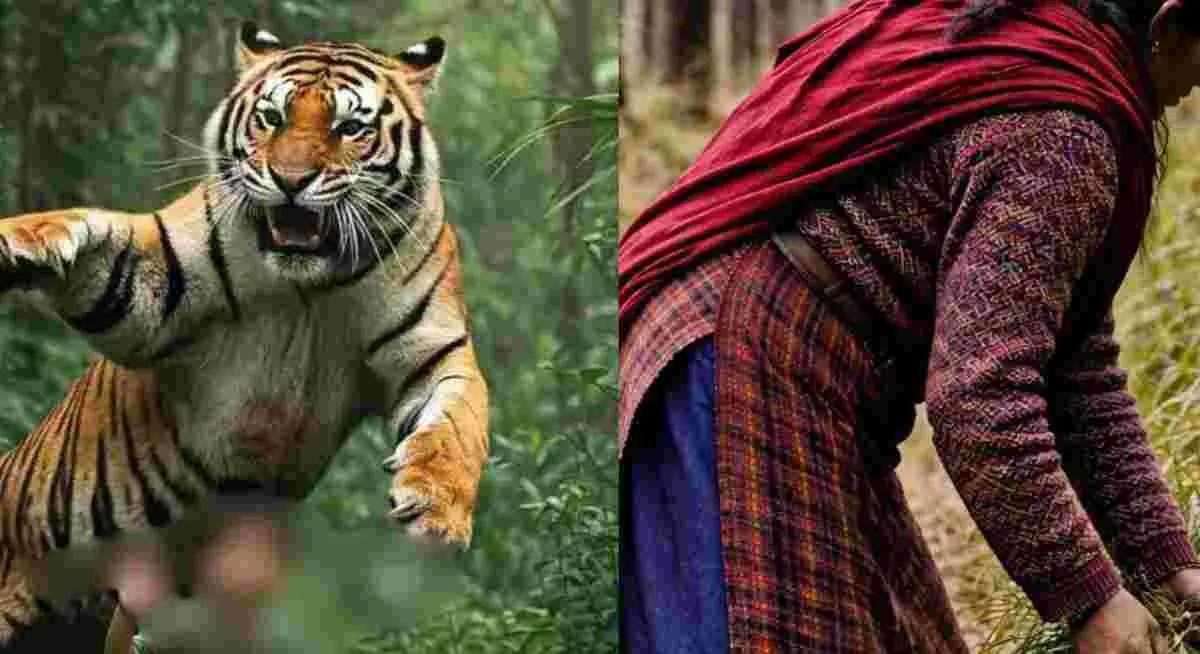Almora Tiger Attack News Ranikhet Tiger reserve area