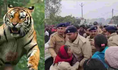 Ramnagar Tiger attack news Jim Corbett National Park area sawaldey