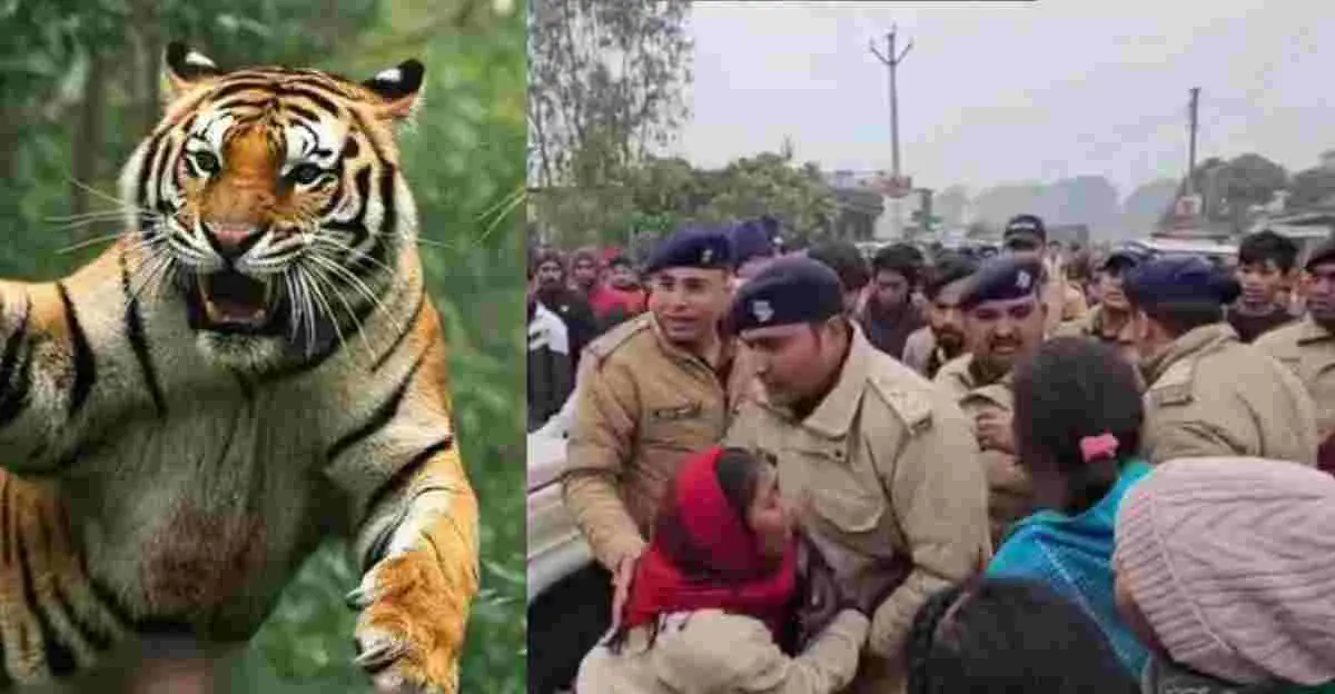 Ramnagar Tiger attack news Jim Corbett National Park area sawaldey